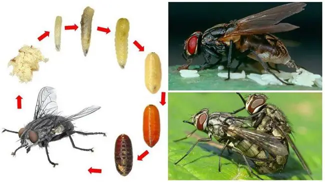 Внешний вид насекомого, особенности жизненного цикла и размножение